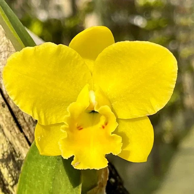 Rhyncholaeliocattleya Kruger Sunrise (Rhyncholaeliocattleya)
