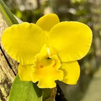 Rhyncholaeliocattleya Kruger Sunrise