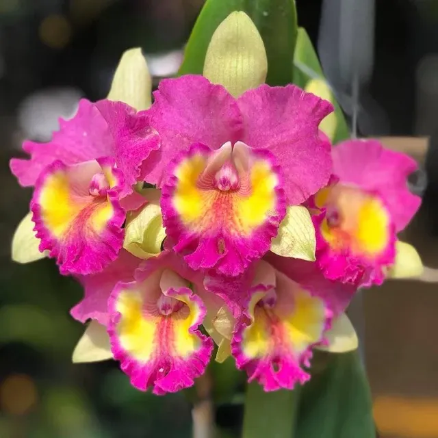 Rhyncholaeliocattleya Star Platinum (Rhyncholaeliocattleya)