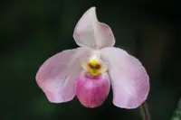 Paphiopedilum 'Ho Chi Minh' (4" pot)