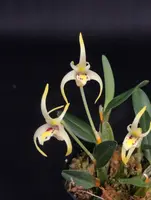 Diplocaulobium chrysotropis — No