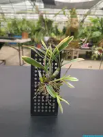 Dendrobium ‘Thai Pearl’
