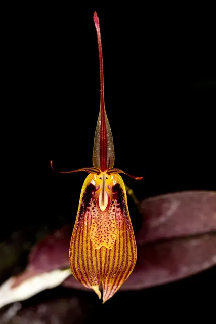 Restrepia antennifera (Restrepia)