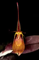 Restrepia antennifera