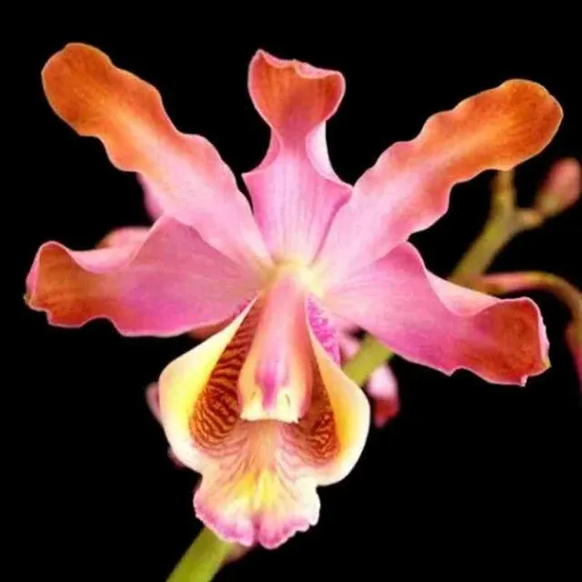 Schomburgkia tibicinis sp (Schomburgkia)