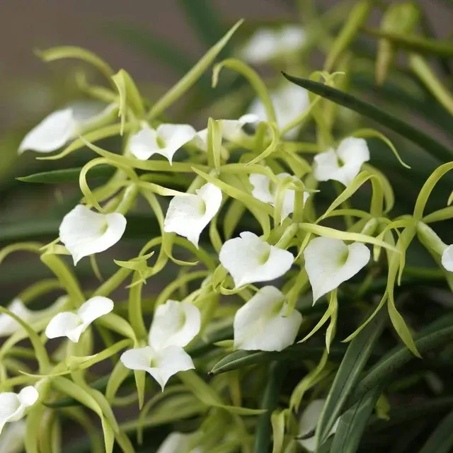 Brassavola cordata parfumata