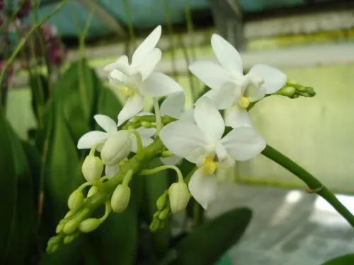Phalaenopsis equestris 'alba'