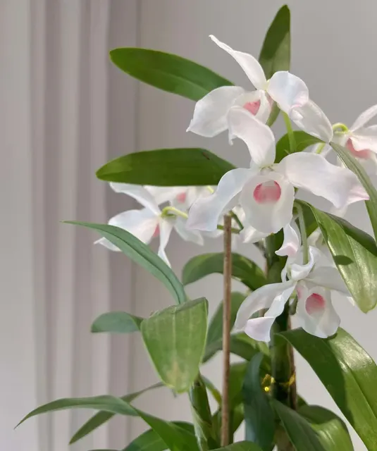 Dendrobium nobile 'F. Arima'