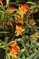 Mediocalcar decoratum (aureo-rubrum)