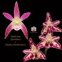 Dendrobium Orchid Seedling. JB002 (Breathless x Flinders 'Kings Park')
