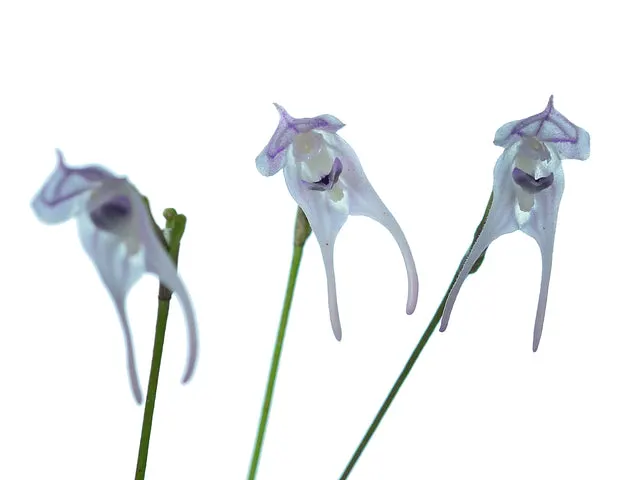 Porroglossum nutibara (Porroglossum)