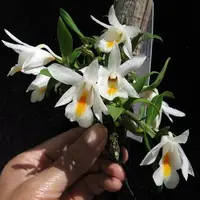 Dendrobium fuerstenbergianum sp.