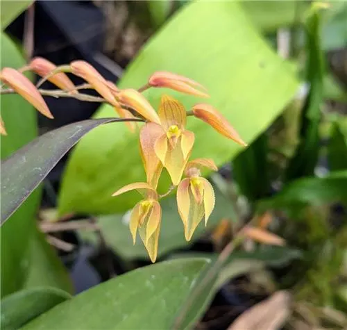 Pleurothallis alvaroi 'Yellow Form' (Pleurothallis)