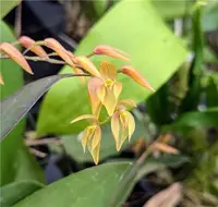 Pleurothallis alvaroi, Yellow Form