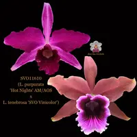 Cattleya Orchid Hybrid SVO11610 (L. purpurata 'Hot Nights' AM/AOS x L. tenebrosa 'SVO Vinicolor')