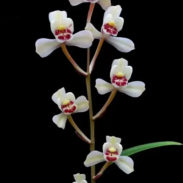 Cymbidium ensifolium 'Hua-Xian-Zi' (Cymbidium)