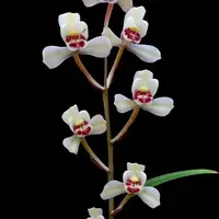 [Bare-root][Import AS-IS] #CC# Cym. ensifolium 'Hua-Xian-Zi' 建蘭花仙子 [BS/3GRS][Sept Preorder 26]