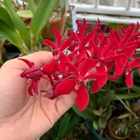 Renanthera coccinea