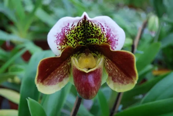 Paphiopedilum Mildred Hunter