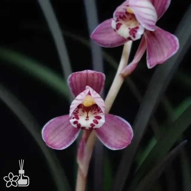 Cymbidium ensifolium 'Hong-Cao-Hong-He'