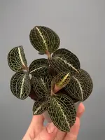 Anoectochilus formosanus x burmanicus Red ‘Big Plant’ (3 planten)
