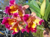 Blc. Dick Smith 'Paradise' Orchid - Bloom Size - Bare Root - Cattleya Hybrid - Tropical Flowering Plant