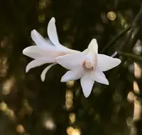 Dendrobium polytrichum