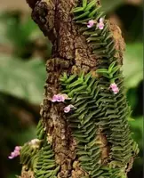 Schoenorchis scolopendria | Mounted Miniature Species Orchid | Rare Orchid | Live Plant | Collector's Orchid