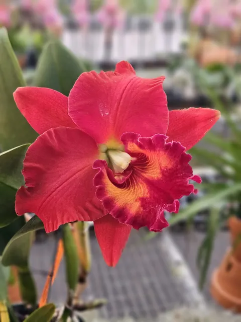 Rhyncholaeliocattleya Sharon King 'Volcano Queen' (Rhyncholaeliocattleya)