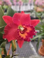 Rlc. Sharon King ‘Volcano Queen’ (6″ Pot)
