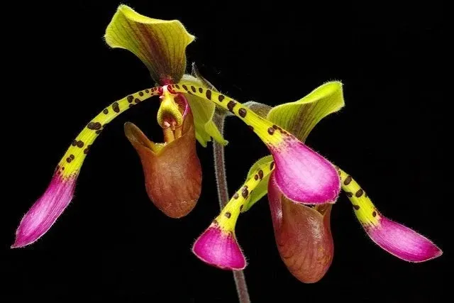 Paphiopedilum lowii 'US Type' (Paphiopedilum)