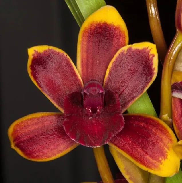 Cymbidium Morning Dew Compact