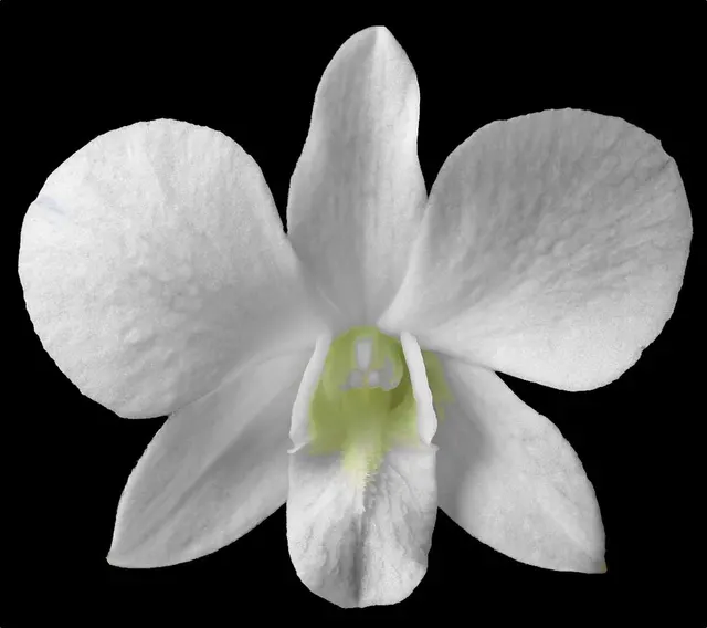 Dendrobium pure white flower nobile-type hybrid orchid easy (Dendrobium)