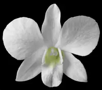Dendrobium pure white flower nobile-type hybrid orchid easy (not in-bud/bloom when shipped)
