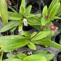 Paphiopedilum Vexillarium (barbatum x fairrieanum) BS