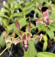 Den. Naivela ‘Puna Twist’ *Sale
