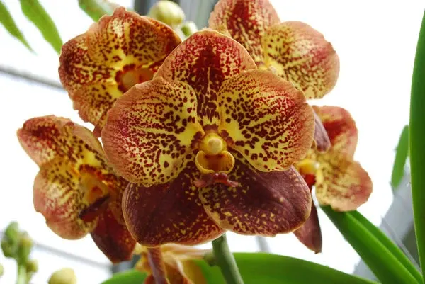 Vanda ASIAN LEOPARD