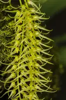 Dendrochilum arachnites
