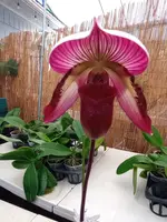 Paph. (Magic Cherry x Voodoo Magic) x (Magic Cherry x Hsinying Rainbow) — Blooming Size
