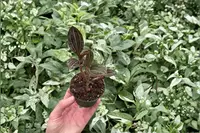 2 Ludisia discolor (Jewel Orchid) Tissue Culture Starter Plants Bare Root