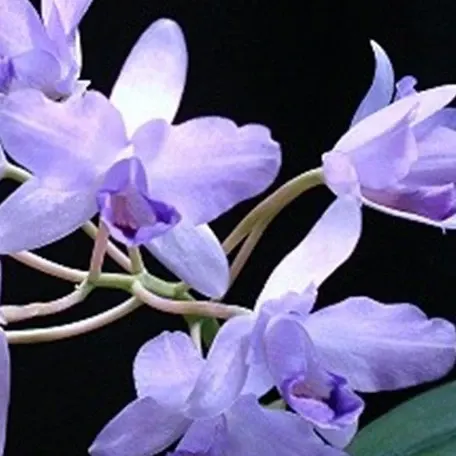 Cattleya bowringiana (Cattleya)
