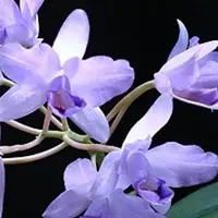 Cattleya bowringiana var. coerulea x self 2.5"