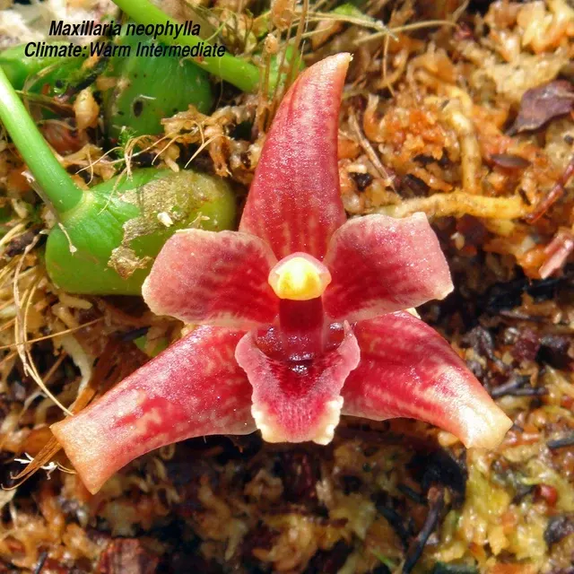 Maxillaria neophylla (Maxillaria)