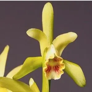 Cattleya mooreana