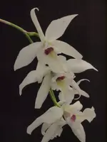 Brassolaelia Sea Urchin (Laelia anceps x Brassavola glauca)