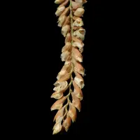 Pholidota imbricata (Necklace Orchid)