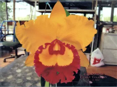 Rhyncholaeliocattleya Village Chief Triump 'Golden Taipin' (Rhyncholaeliocattleya)