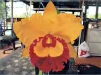 Rlc. Village Chief Triump 'Golden Taipin' (Chan Hsiu Gold x Chunyeah) (M393) (Hybrid) Rlc.=Rhyncholaeliocattleya