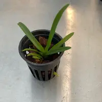 Holcoglossum subulifolium