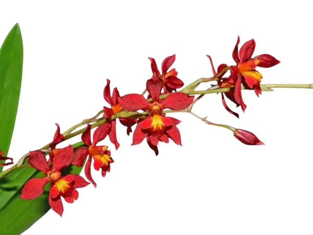 Cyrtocidium Karla Yanza (Cyrtocidium)